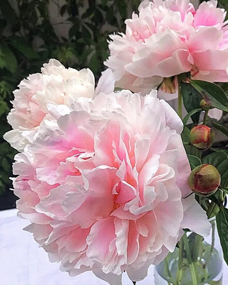Пион вирджиния эмерсон фото Willner Marja on Instagram: "#dailyflowers# flowers# pions# flowerpower# pion# p