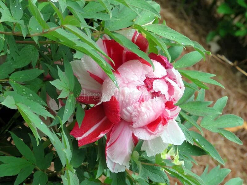 Пион вирджиния эмерсон фото Vienna peony 2016 stock photo. Image of grass, blooming - 105141288