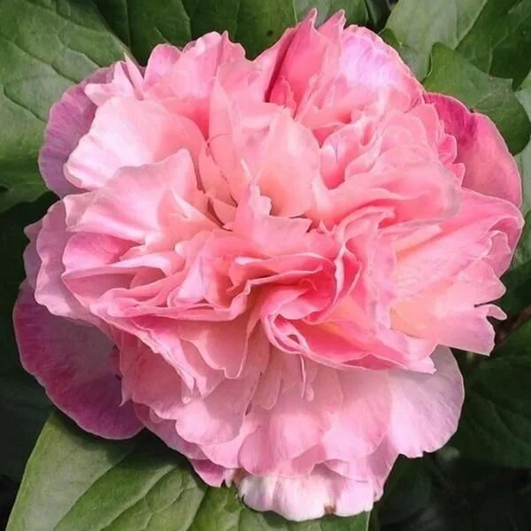 Пион вирджиния эмерсон фото Tropical-hibiscus-plant-pretty-pink-collection-choose-one-1-single 2F6