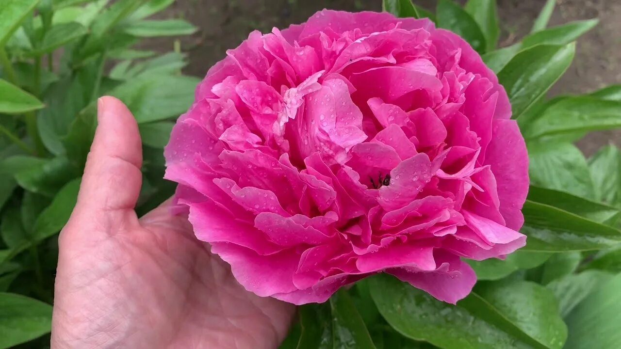 Пион вирджиния эмерсон фото Peony 'Virginia Emerson' (Hollingsworth / Steininger 2016) , YouTube channel : П