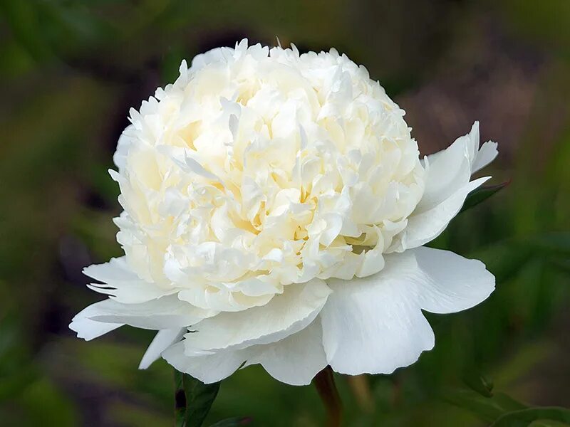 Пион висконсин крем фото и описание Bridal Shower Peony - Peony Fields Timaru New Zealand