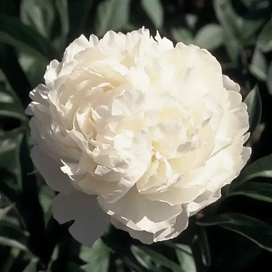 Пион висконсин крем фото и описание Plant Faqs: Paeonia Broteri FF5