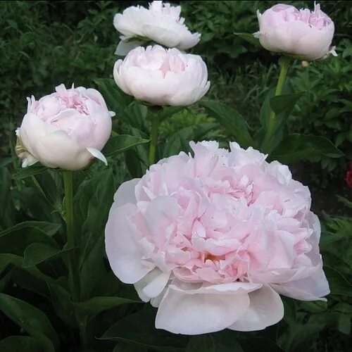 Пион владимир дубров описание и фото Peony Vladimir DubrovПион Владимир Дубров# пионы_отечественная_селекция #пионы_о