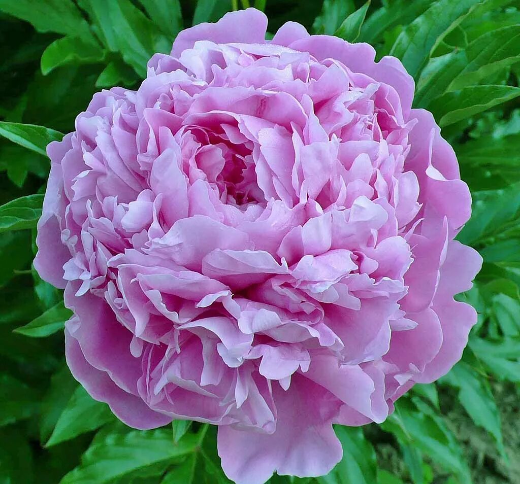 Пион владимир дубров описание и фото пион Розина Елисеев Н.В. pion-flowers.narod.ru