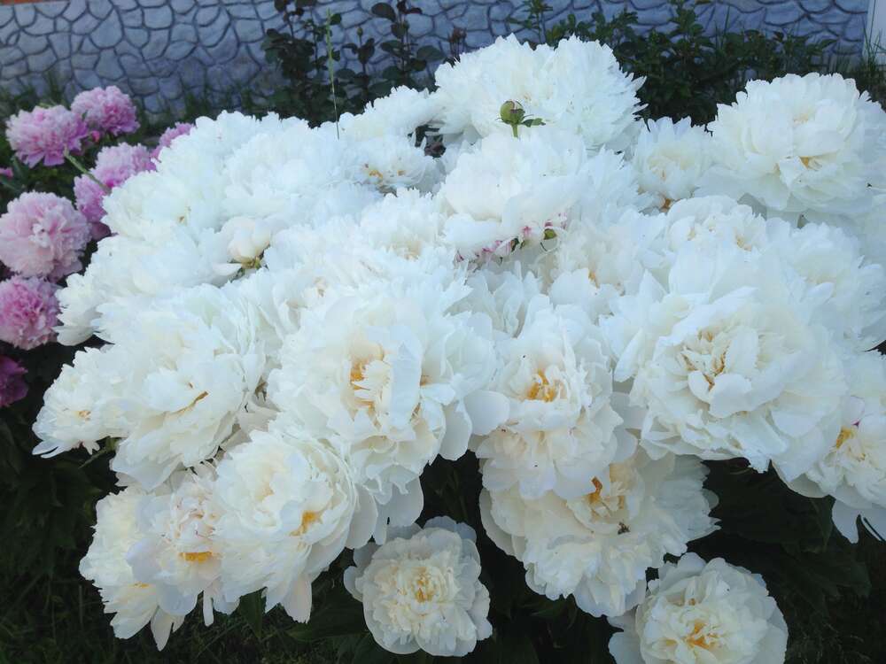 Пион вог фото Пион Вог (Paeonia Vogue) купить в Москве по низкой цене из питомника, доставка п