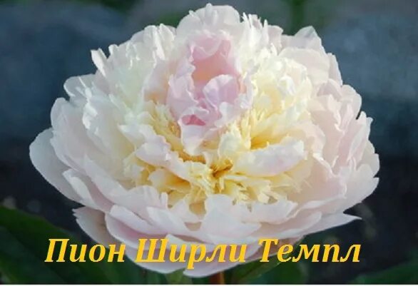 Пион вог фото и описание История одного пиона Пион Ширли Темпл назван в честь голливудской звезды Ширли Т