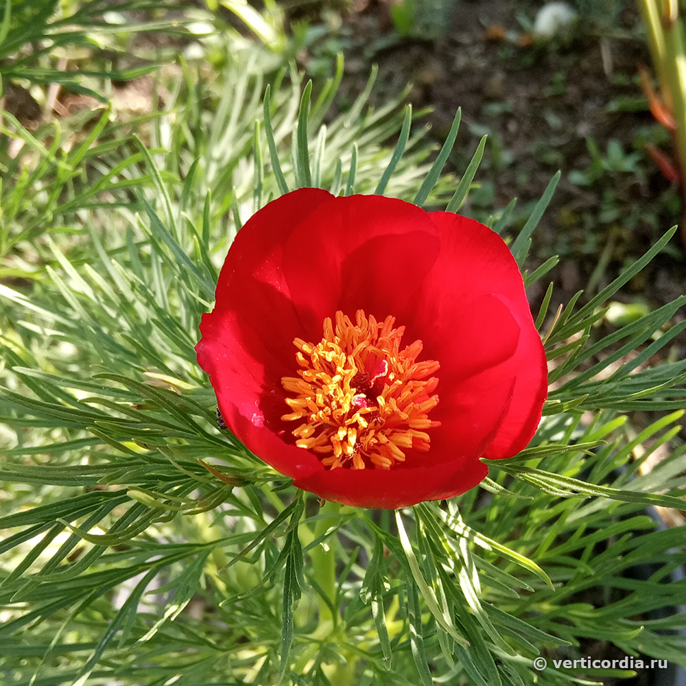Пион воронец фото Вертикордия - Пион тонколистный или воронец (Paeonia tenuifolia)
