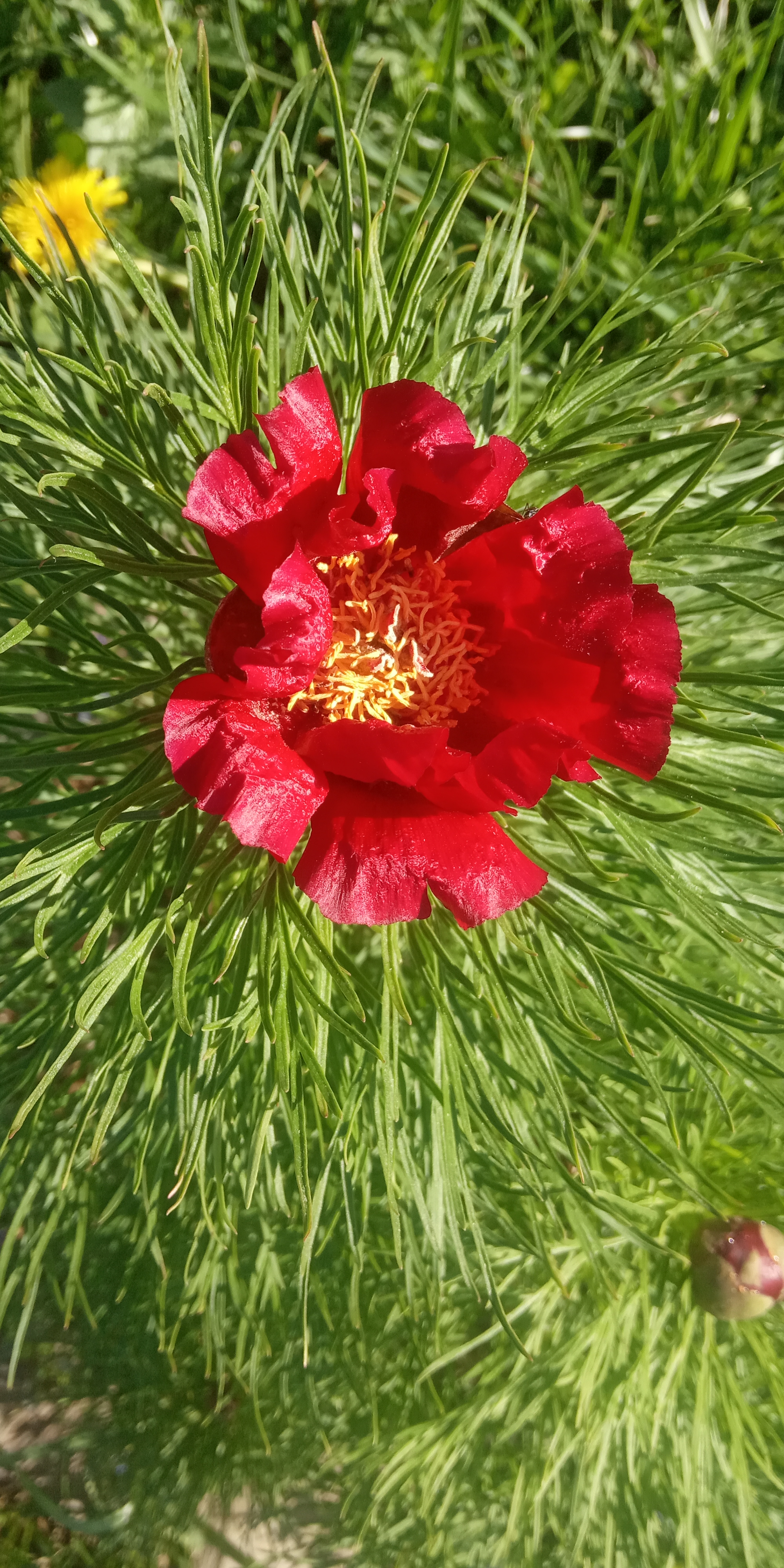 Пион воронец фото Вертикордия - Пион тонколистный или воронец (Paeonia tenuifolia)