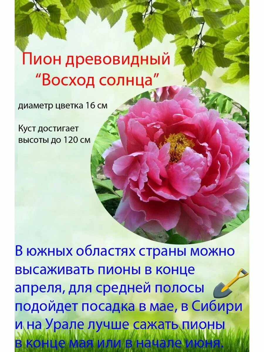 Пион восход фото и описание Саженцы (корень) Пион древовидный Восход солнца Это наш сад 156766295 купить в и