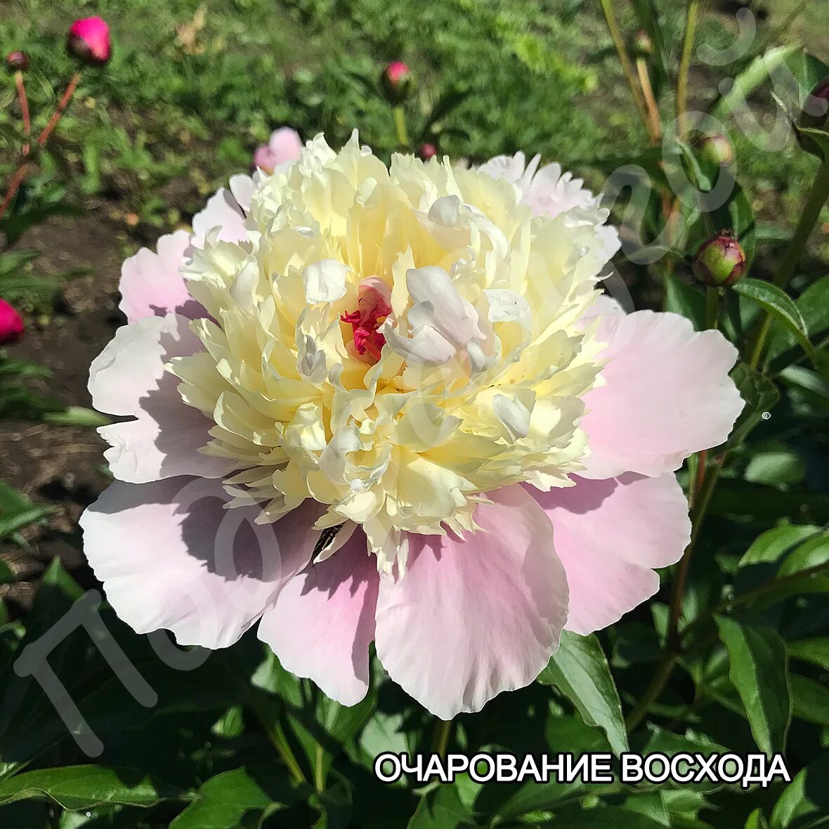 Пион восход фото и описание Пион очарование восхода