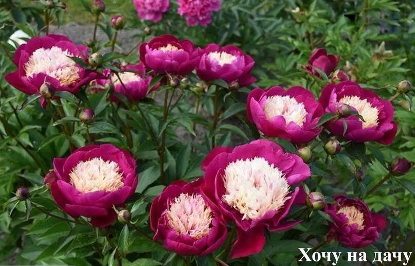 Пион white cap фото My peonies have bloomed, this variety is the most favorite of all ! Too bad that
