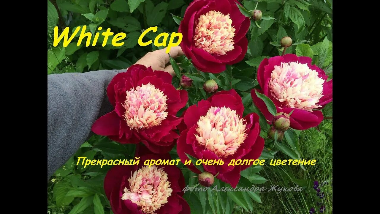 Пион white cap фото Шикарные корни. Пион Уайт Кэп, peony White Cap - YouTube