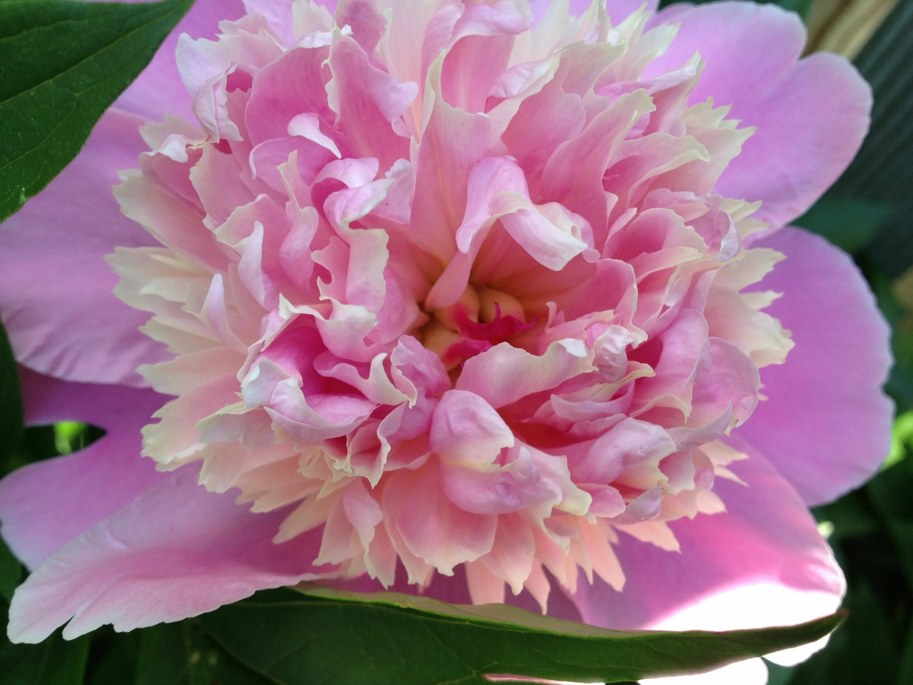 Пион яблоневый цвет фото Naturligt vacker pion. Flowers, Rose, Garden