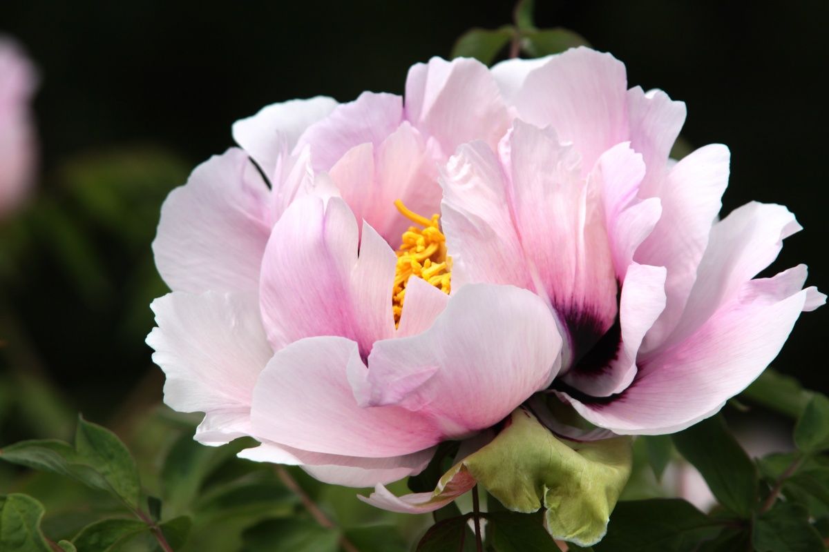 Пион яблоневый цвет фото Opening peony Flores, Pinturas de flores, Feria