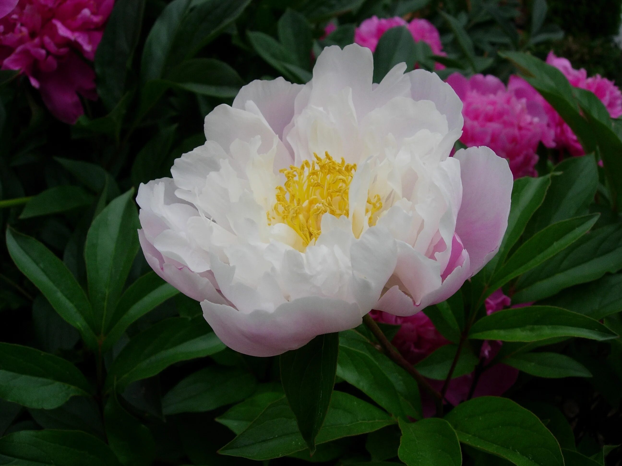 Пион яблоневый цвет фото Peony Blossom Bloom Flower free image download
