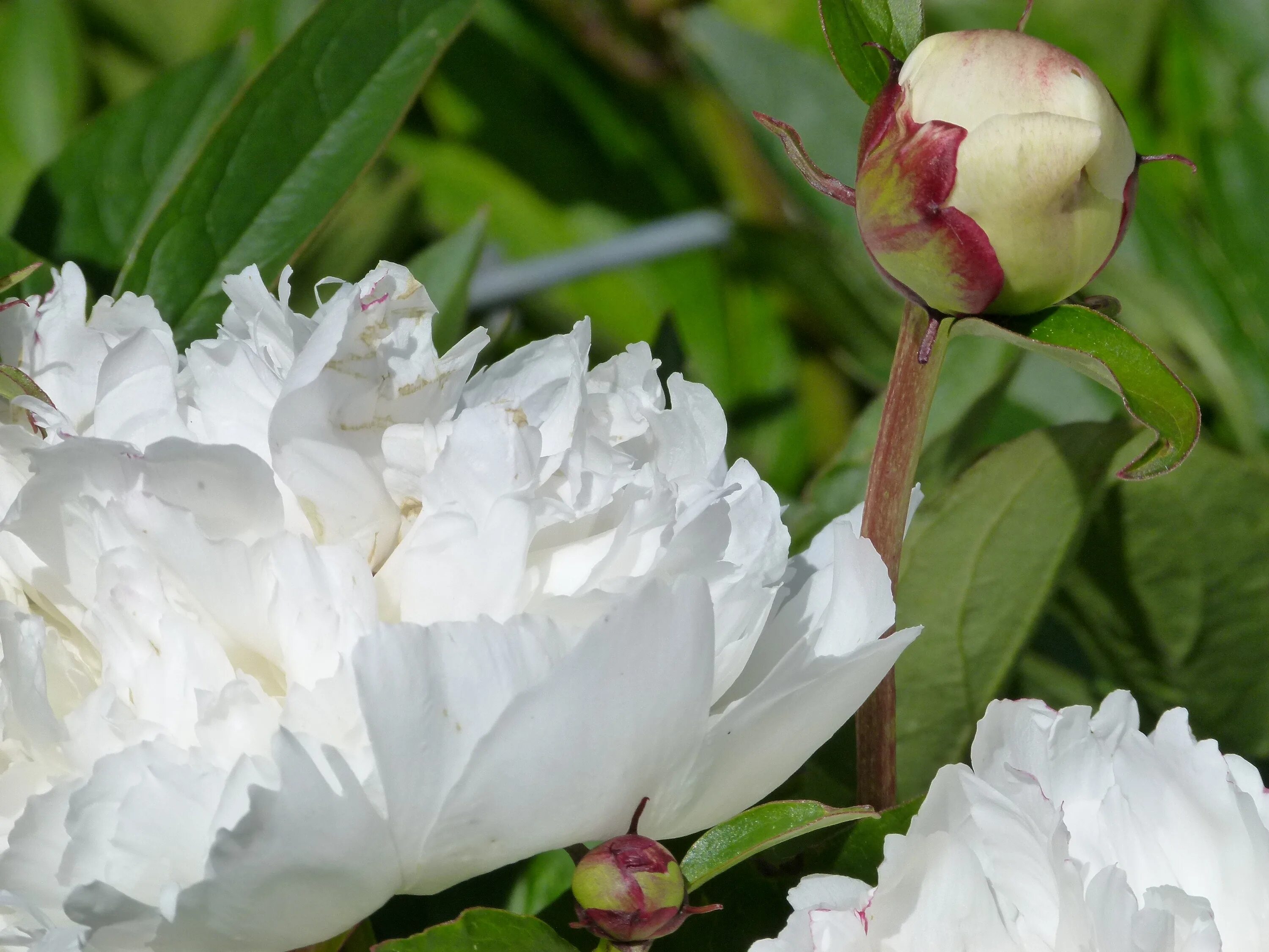 Пион яблоневый цвет фото White fluffy rhododendron flowers free image download