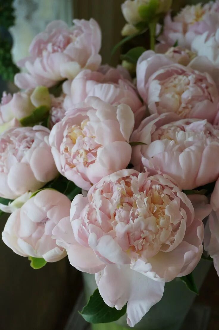 Пион яблоневый цвет фото и описание peony 桃 白 妙 Momo-shirotae シ ャ ク ヤ ク の ブ-ケ, シ ャ ク ヤ ク, 季 節 の 生 花 種 類