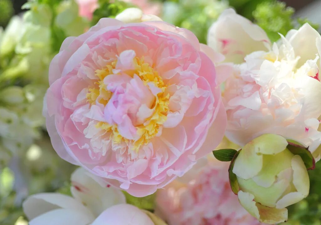 Пион яблоневый цвет фото и описание north carolina classic wedding pink peonies romantic wedding flowers