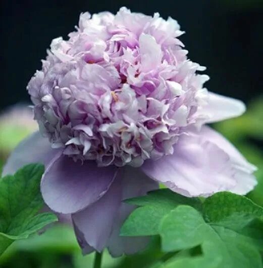 Пион яблоневый цвет фото и описание BUY 7 GET 1 FREE* 5pcs Purplish Blue Peony Flower Seeds Plant DIY Garden Flower 