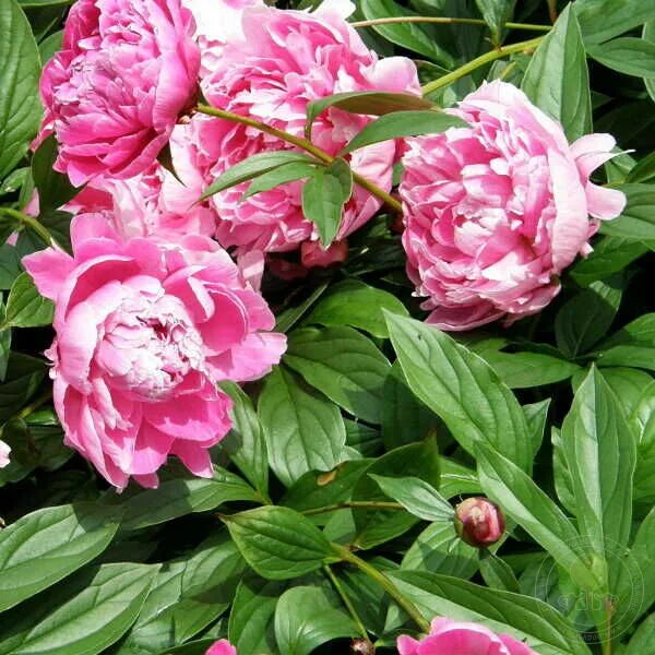Пион ядвига фото Пион Ядвига (Paeonia Jadwiga) купить в Москве по низкой цене из питомника, доста
