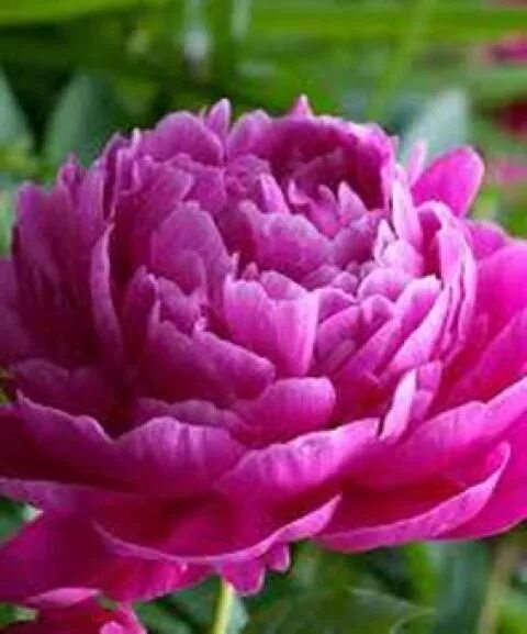 Пион ядвига фото Jadwiga Piante da giardino, Peonie, Fioritura
