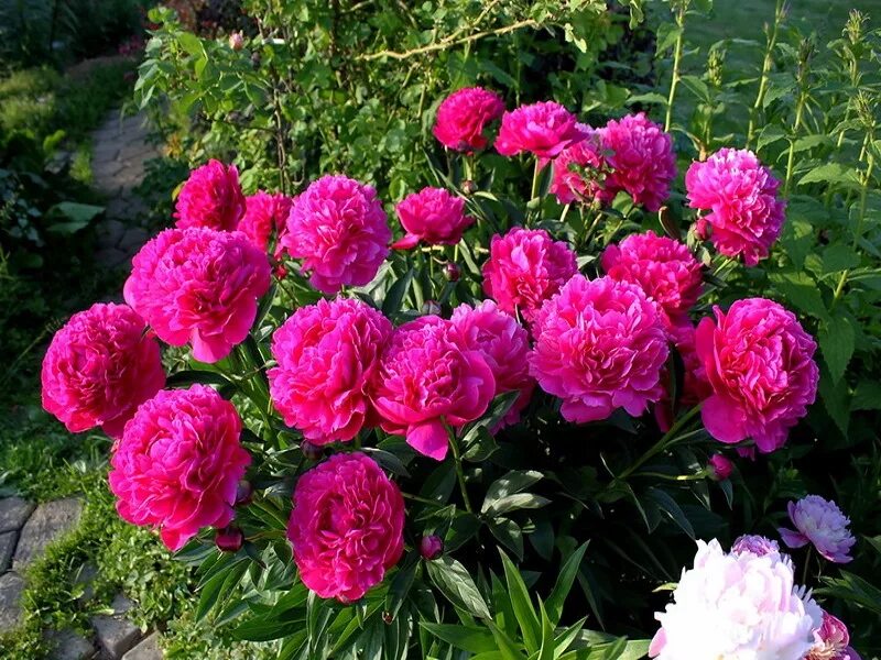 Пион ядвига фото Пион "Red Sarah Bernhardt"
