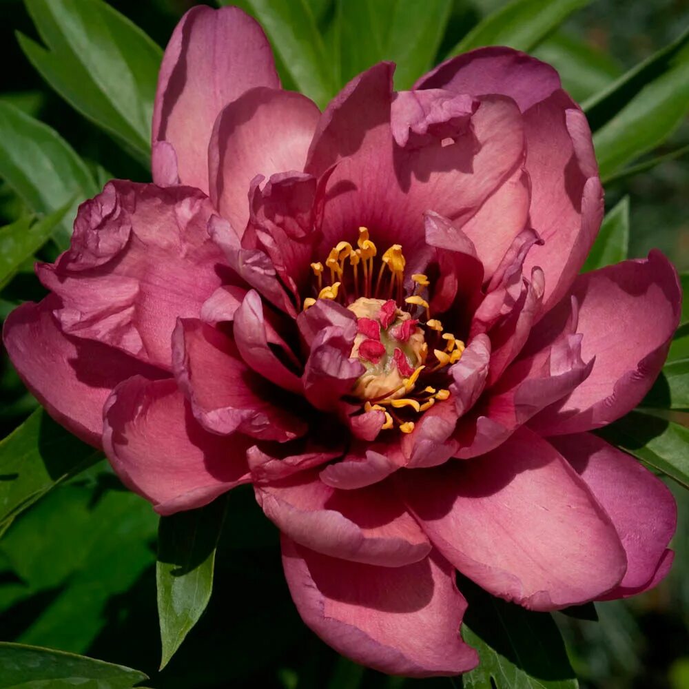 Пион янки дудл денди фото Paeonia 'Yankee Doodle Dandy' - Садовые ноты