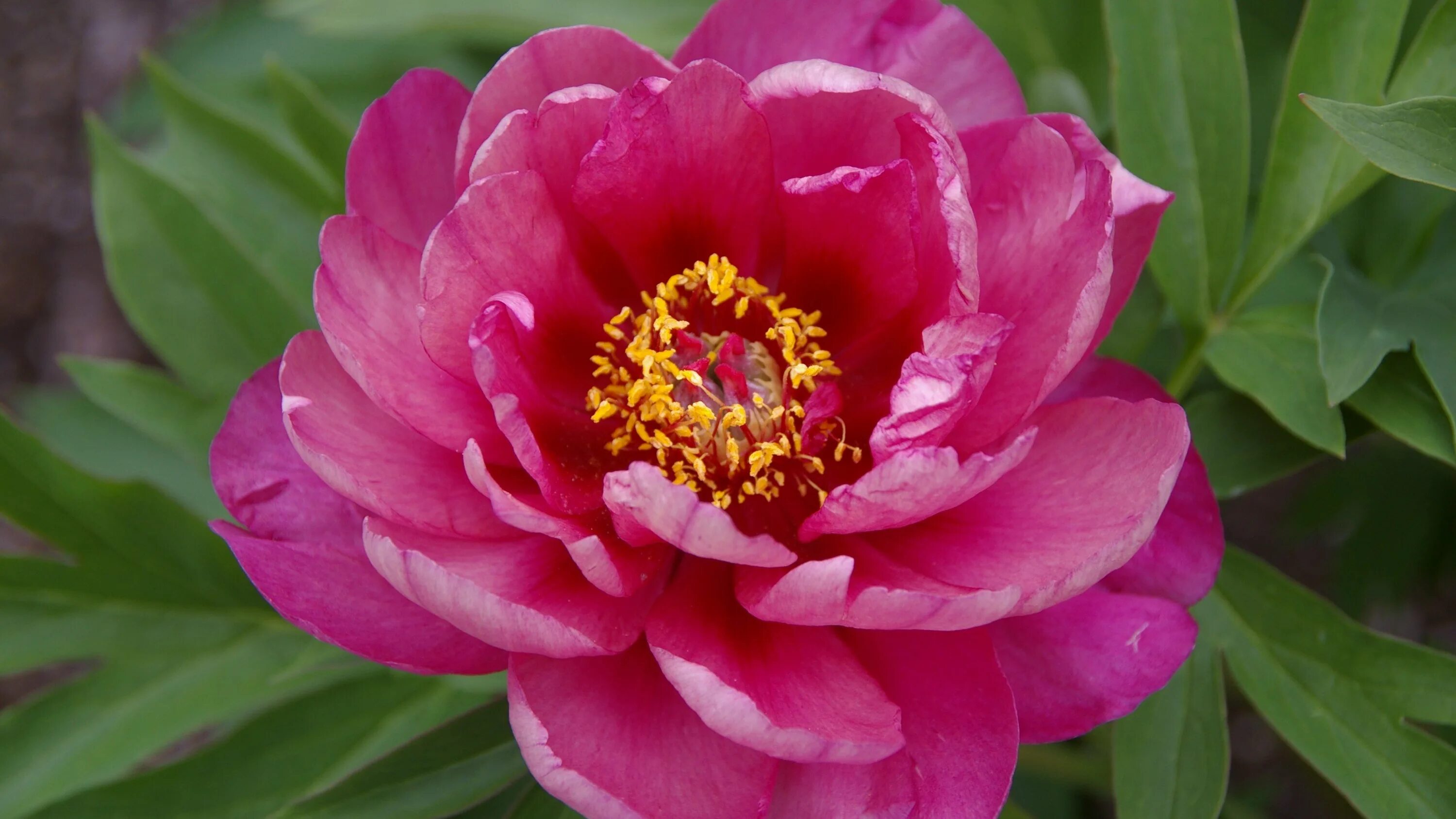Пион янки дудл денди фото Paeonia pink double dandy - Пион ИТО Pink Double Dandy (Пинк Дабл Денди)