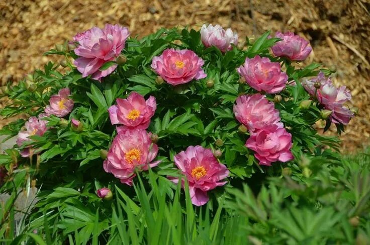 Пион янки дудл денди фото All About Growing Peonies in North Carolina - Carolina Country Growing peonies, 