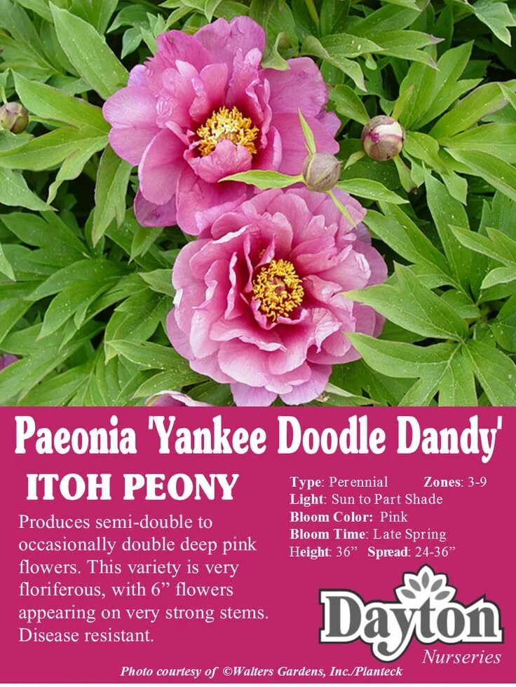 Пион янки дудл денди фото Paeonia Itoh 'Yankee Doodle Dandy' - ITOH Peony - Produces semi-double to occasi