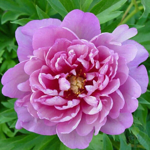 Пион янки дудл денди фото Петрофлора / ПИОН Pink Double молочноцветковый Пион Lactiflora (молочноцветковый