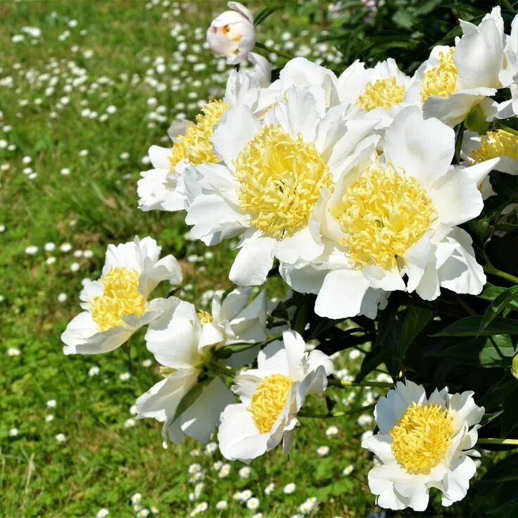 Пион японская луна фото Pure White Peony Bulbs For Sale Moon of Nippon (Fragrant) - Easy To Grow Bulbs