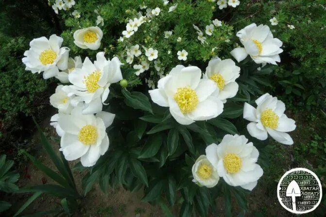 Пион японская луна фото Сорта пионов - самые лучшие и красивые, названия + фото