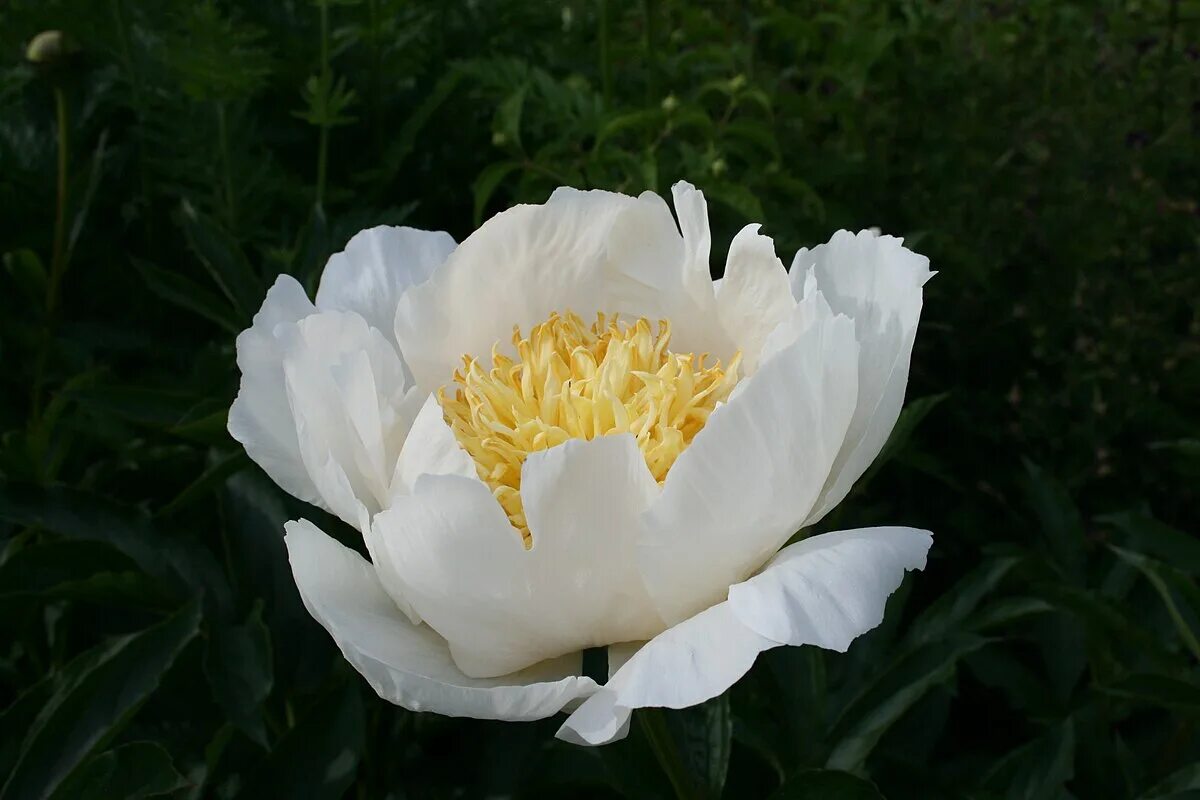 Пион японская луна фото File:Paeonia lactiflora 'Moon of Nippon'.jpg - Wikimedia Commons