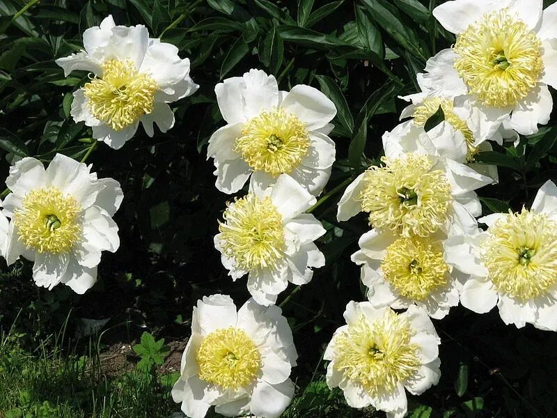 Пион японская луна фото и описание Купить Пион Moon of Nippon - Пион - GardenPlants