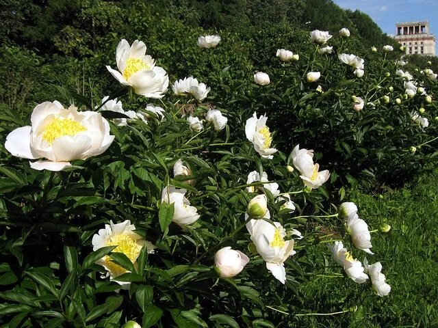 Пион японская луна фото и описание Peonies (Paeonia) 'Moon of Nippon' in Botanical garden MSU, Moscow. Пионы в бота