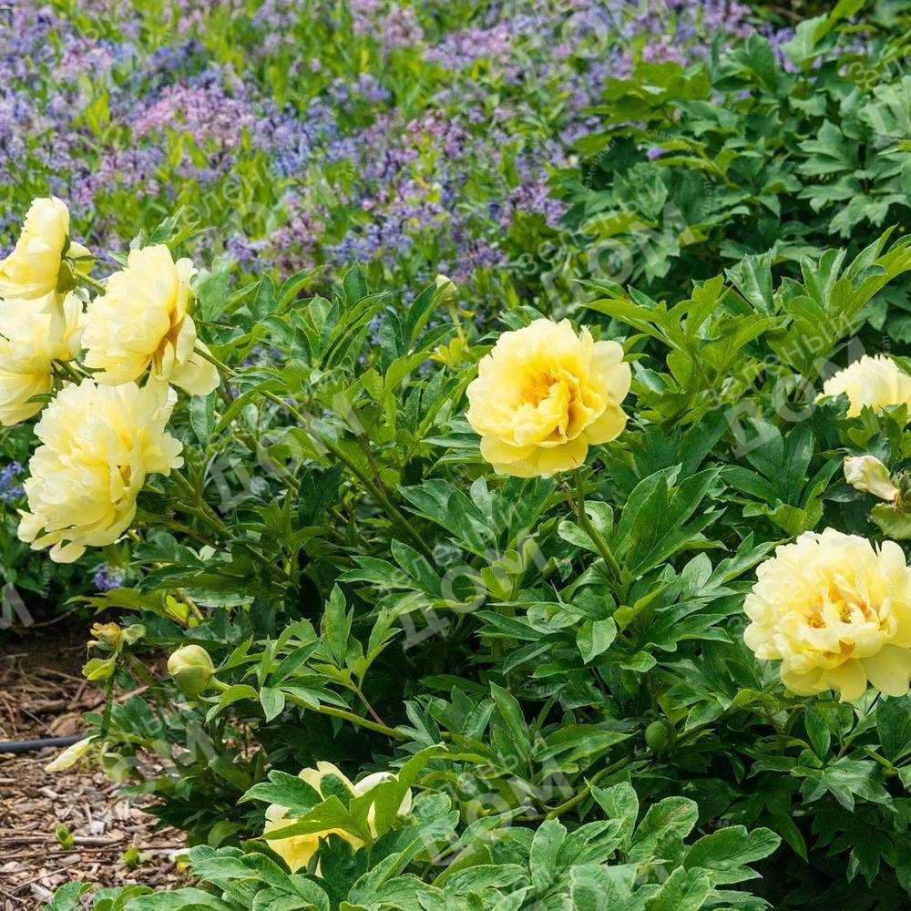 Пион йеллоу фото и описание отзывы Пион ИТО-гибрид Yellow Crown - Купить саженцы в Екатеринбурге в интернет-магазин