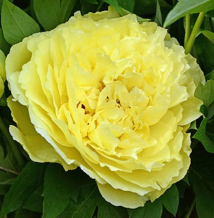Пион йеллоу краун фото Пион ИТО гибрид ЙЕЛЛОУ КРАУН (Paeonia Itoh YELLOW CROWN) / Садовый центр Селятин