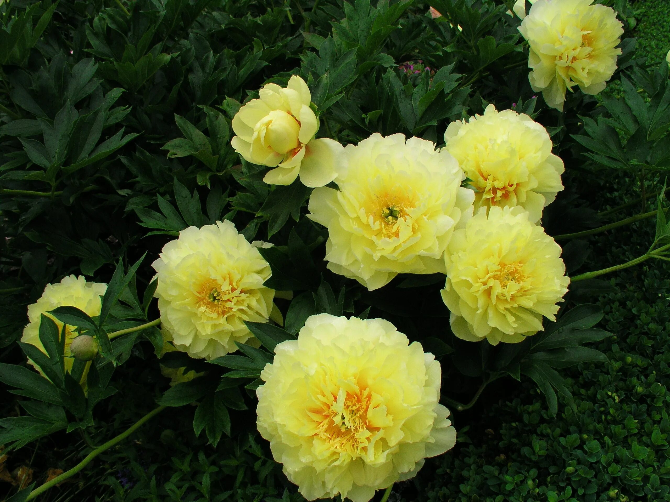 Пион йеллоу краун фото Paeonia 'Bartzella' (Itoh) Flower garden, Wonderful flowers, Peonies