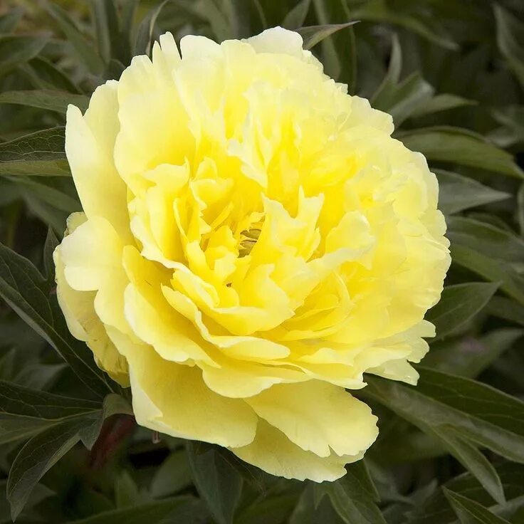 Пион йеллоу краун фото Yumi ™ (Beauty) Itoh Peony Yellow peonies, Itoh peonies, Beautiful flowers
