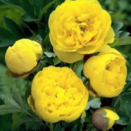 Пион йеллоу краун фото Пион Еллоу Кроун: купить саженцы Paeonia itoh Yellow Crown в Москве