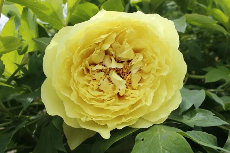 Пион йеллоу краун фото и описание Peony ITO hybrid Yellow Crown Flowers, Peonies, Rose