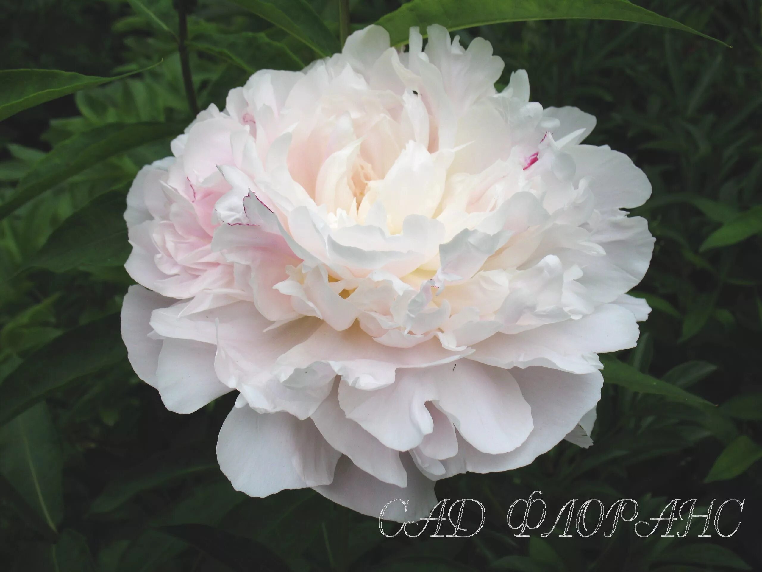 Пион юбилейный фото Сад Флоранс - Пионы - (Paeonia)