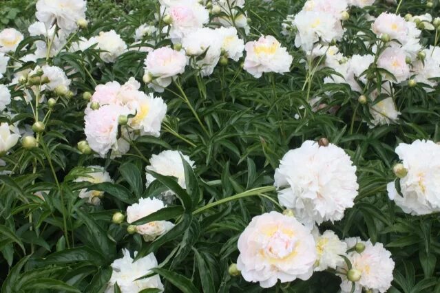 Пион юбилейный фото О сортах пионов.