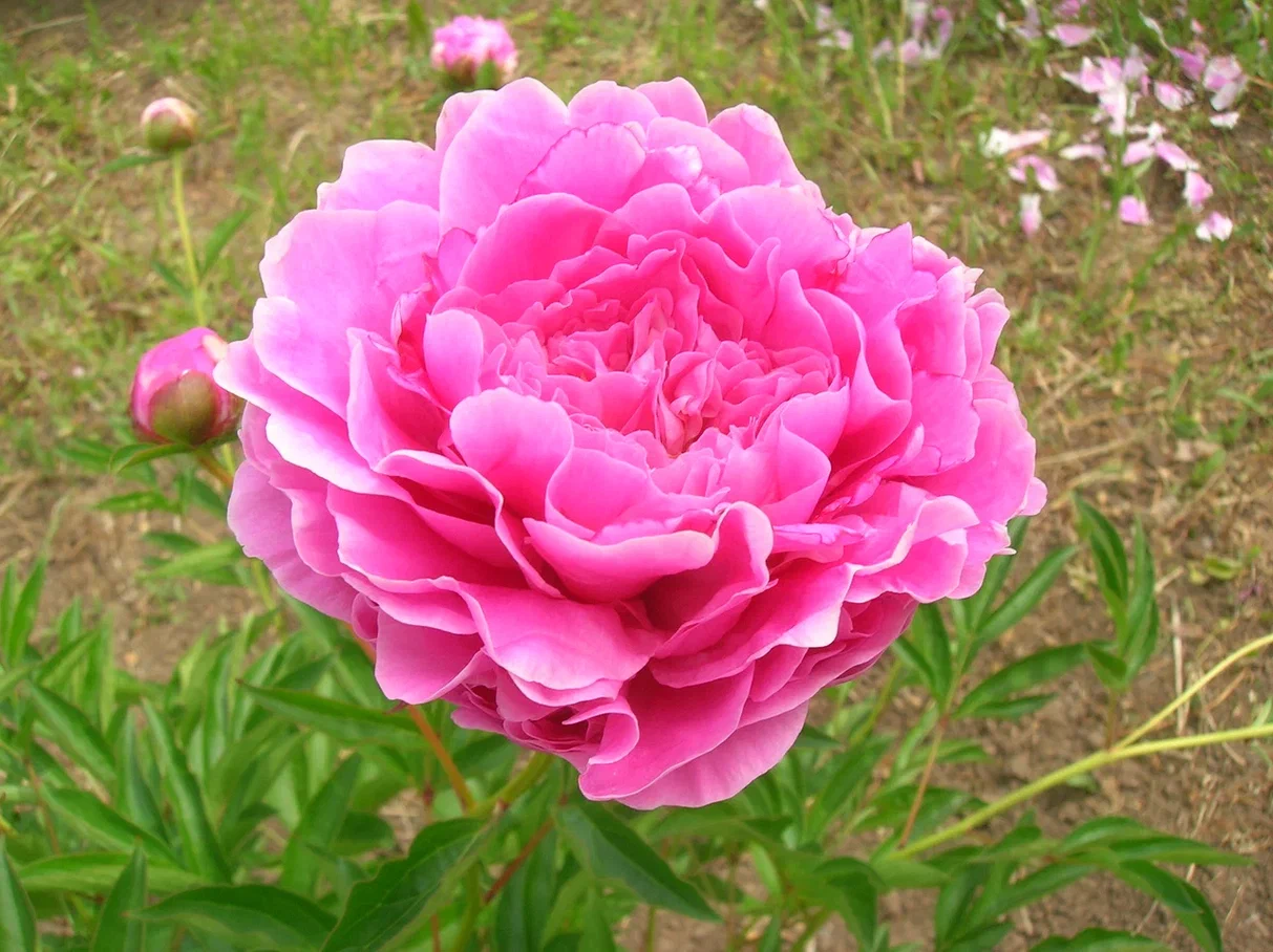 Пион юбилейный фото и описание отзывы Peonies Ботанический сад Уфы