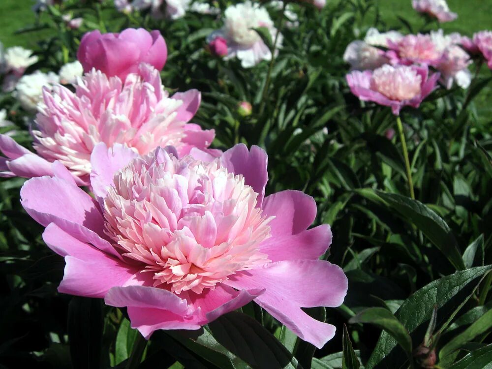 Пион юбилейный гбс фото Peonies (Paeonia) in Botanical garden MSU, Moscow. Пионы в. Flickr