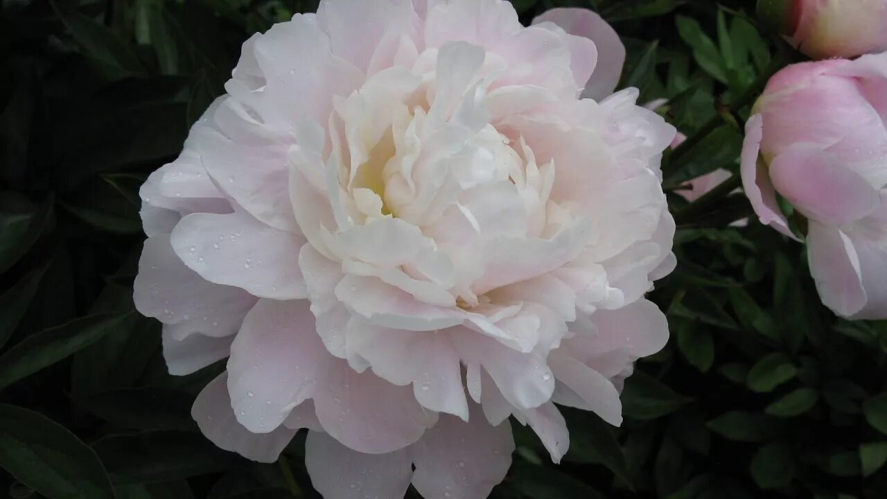 Пион юбилейный гбс фото Пион Юбилейный ГБС / Peony Yubilejnyj GBS. Пионы Н.С. Красновой. - YouTube