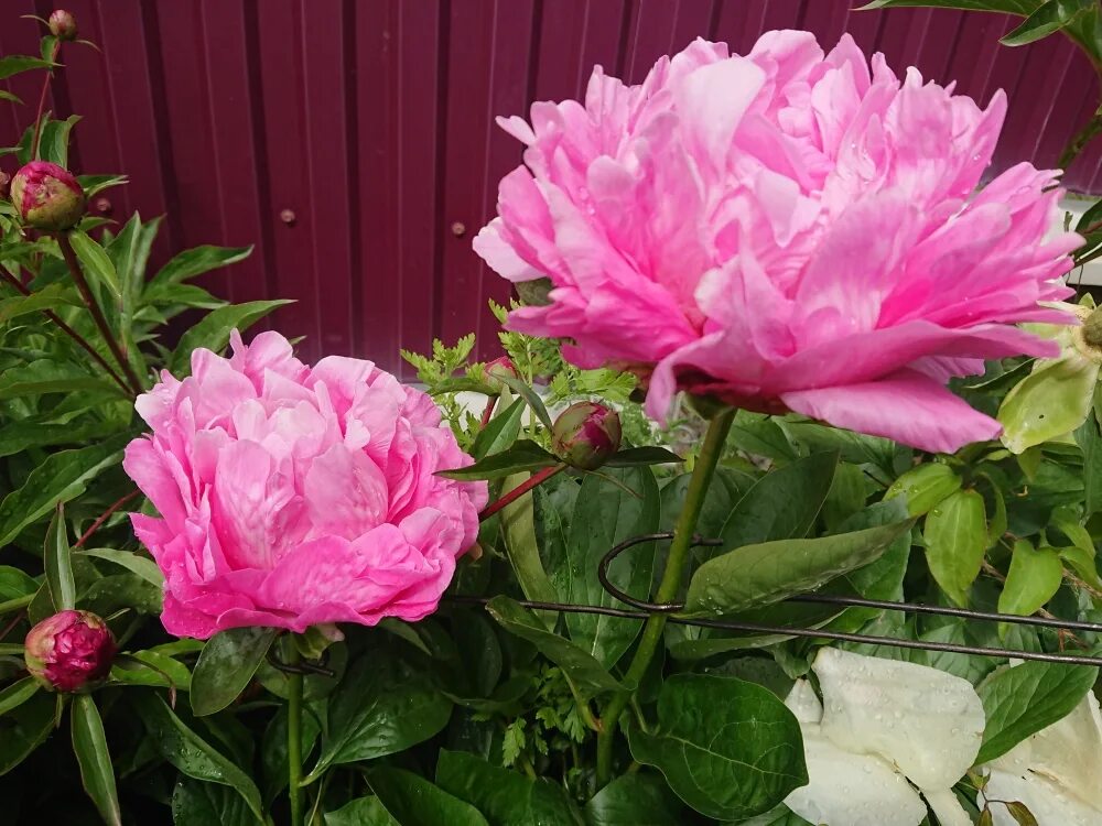 Пион юлиска фото ᐅ Пион "Юлиска" (Paeonia "Juliska") купить по цене производителя ✓ доставкой поч
