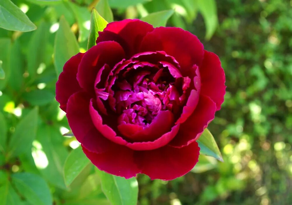 Пион юлиска фото Paeonia lactiflora 'Shawnee Chief', Bigger 1940 Пионы без . Flickr