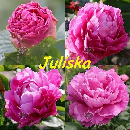 Пион юлиска фото и описание Пион ITOH Juliska 2/3 ПОЧКИ цена 3992 руб кратность.. ВКонтакте